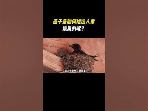 燕子巢開口|农村燕子为什么筑巢会挑选人家？燕子喜欢什么样的人家？